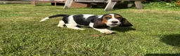 Basset Hound dogs for sale: Beautiful Basset Hound Puppies - Advert 4