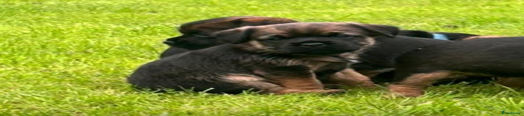 Border Terrier Puppy 2