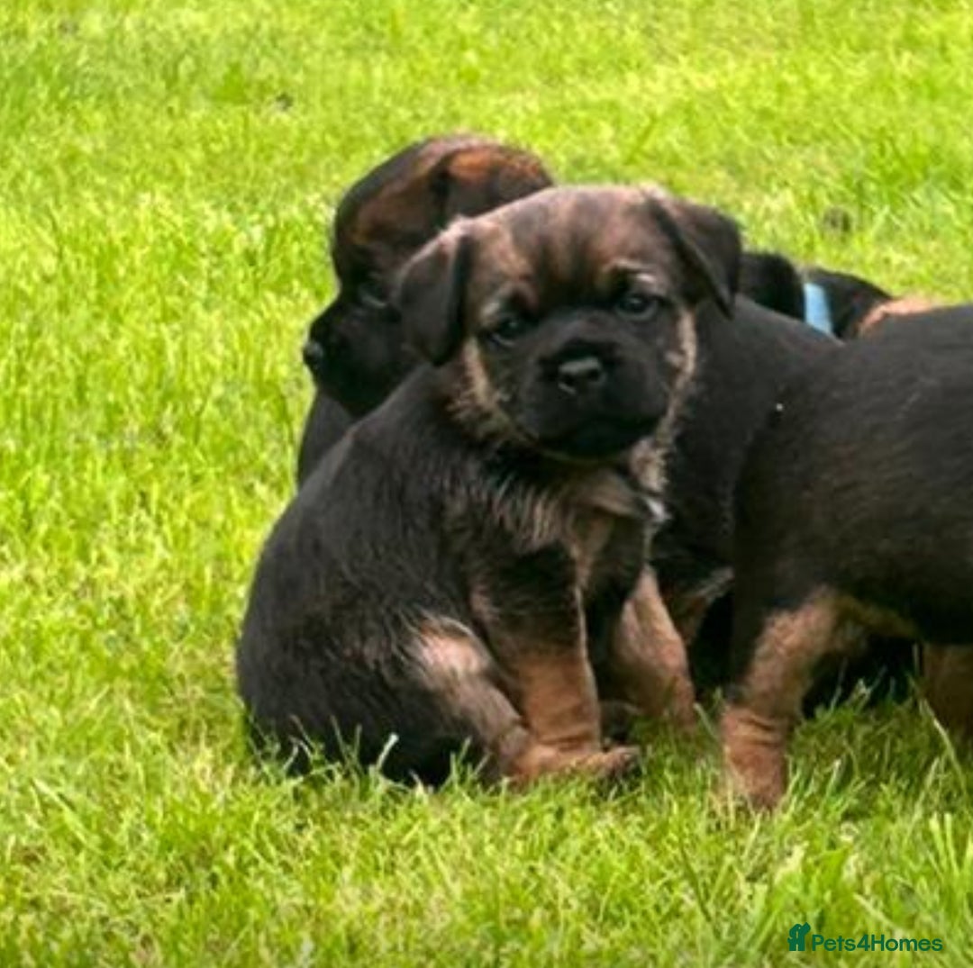 Border Terrier dogs for sale: Border terrier  - Image 4