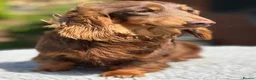 Miniature Dachshund dogs for stud: Mini long haired stud  - Advert 6