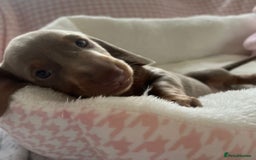 Miniature Dachshund dogs for sale: Miniature Dachshund  - Image 29