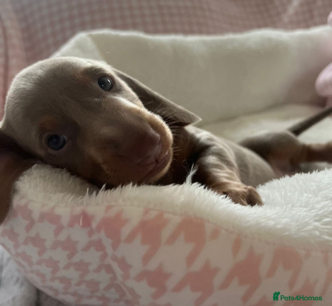 Miniature Dachshund dogs for sale: Miniature Dachshund  - Image 29