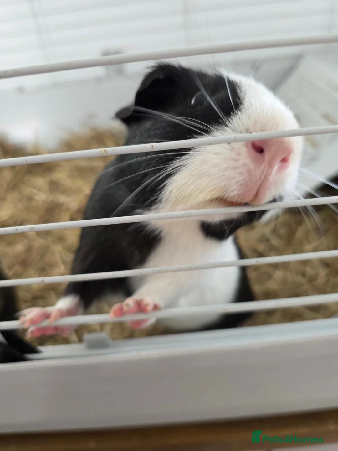 Guinea Pig rodents for sale: 2 male guinea pigs for rehoming  - Advert 2