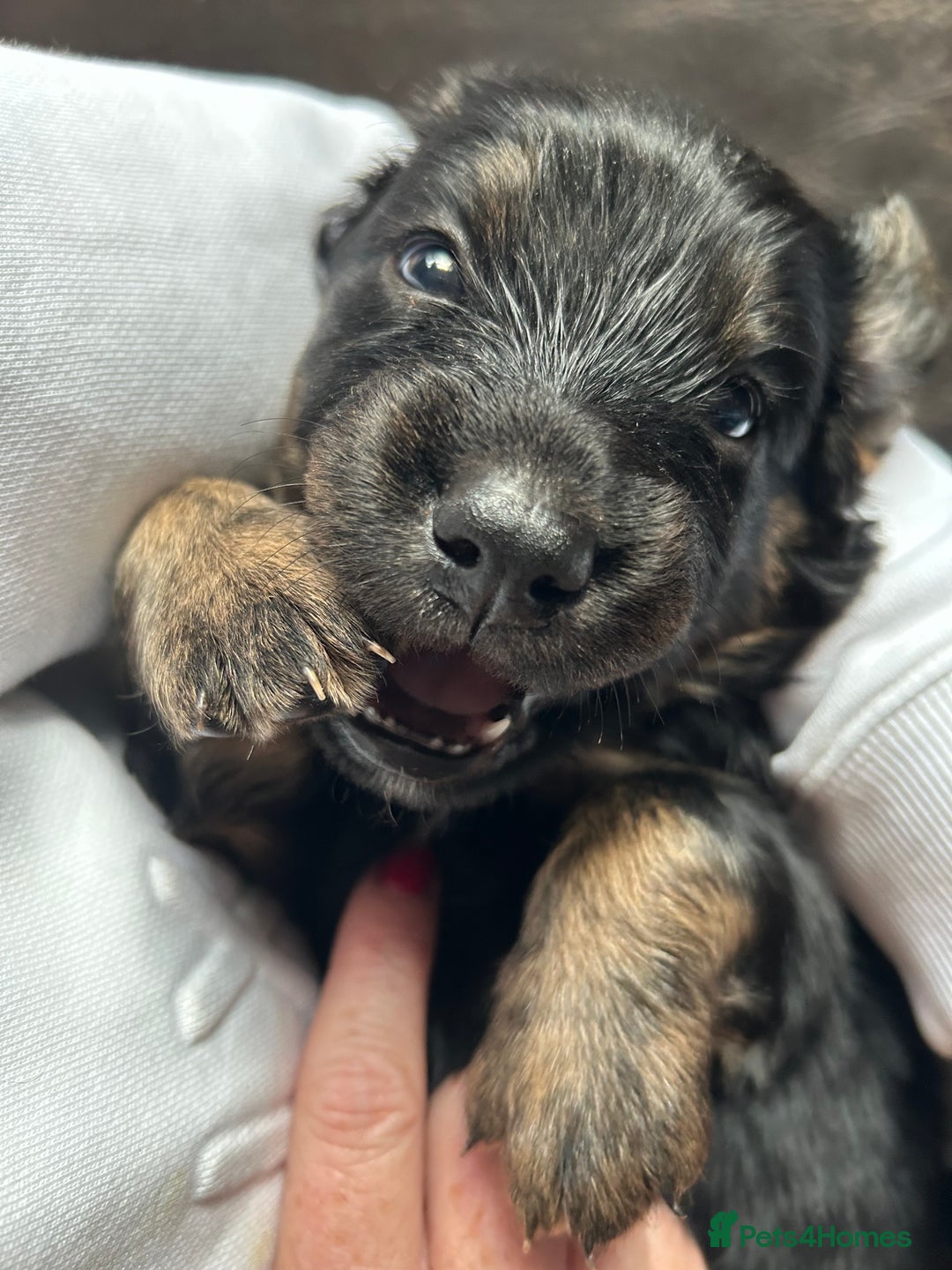 Mixed Breed dogs for sale: One off litter of Spangold Retrievers  - Image 7