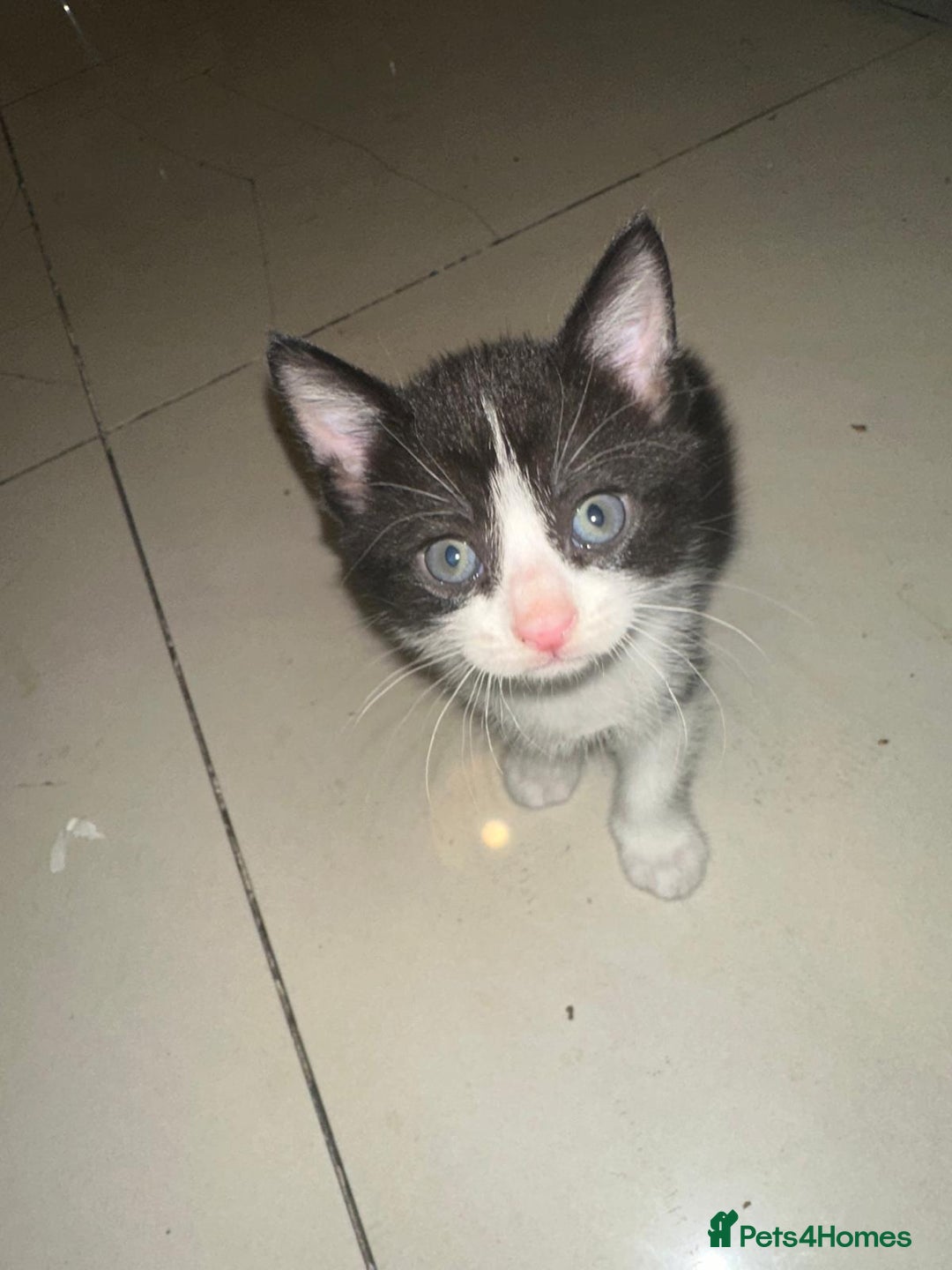 British Shorthair cats for sale: British Shorthair x Striped Tabby Kittens –2 Males - Image 4