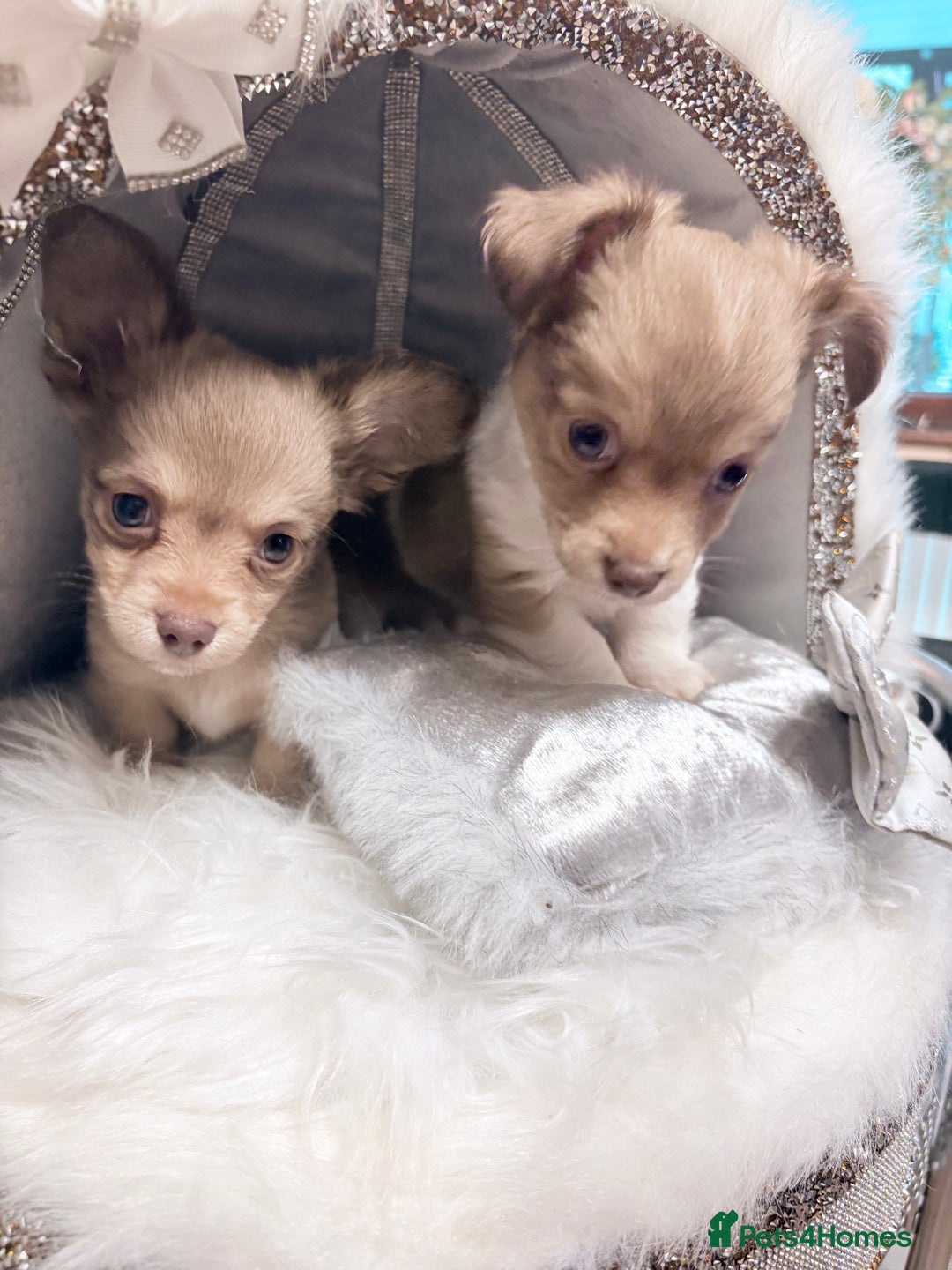 Mixed Breed dogs for sale: Stunning miniature toy chiweenie pups male female - Advert 13