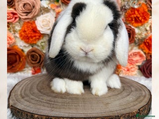 Mini Lop rabbits VACCINATED PUREBRED MINI LOPS - Advert 10