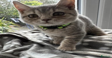 British Shorthair cats - Advert 8