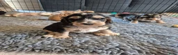 Cockapoo dogs for sale: 🐾 Beautiful F1 Cockapoo Puppies 🐾  - Advert 26