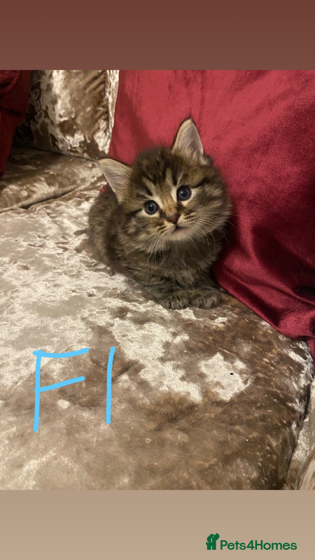 Mixed Breed cats for sale: 4x Tabby😻Babies ready ✅  - Advert 3