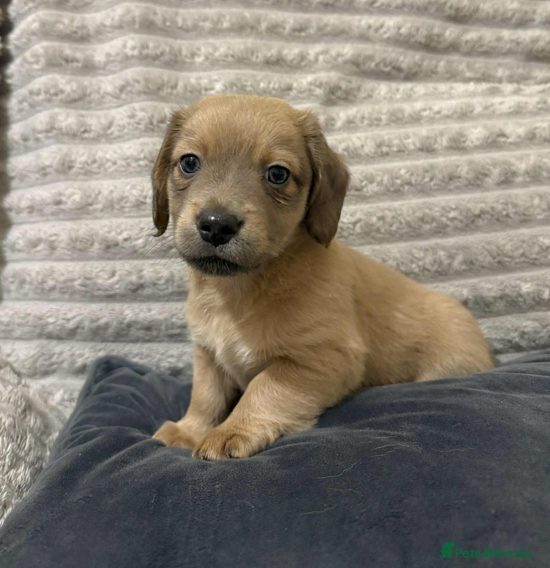 Mixed Breed dogs for sale: Dauchaund x jackrussle puppies  - Image 9