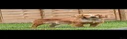 Cocker Spaniel dogs for sale: 2 working cocker pups  - Advert 6