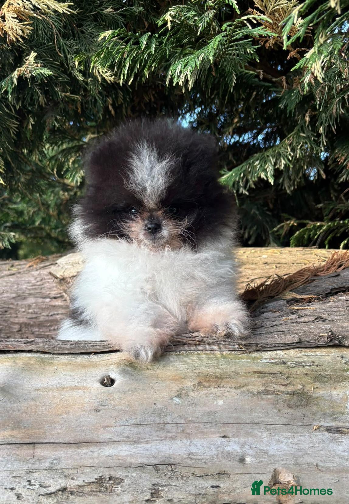 Pomeranian dogs REDUCED TO FIND NEW HOMES  - Advert 2