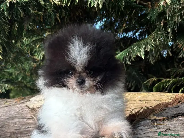 Pomeranian dogs FULLY VACC REDUCED to find dave his family - Advert 1