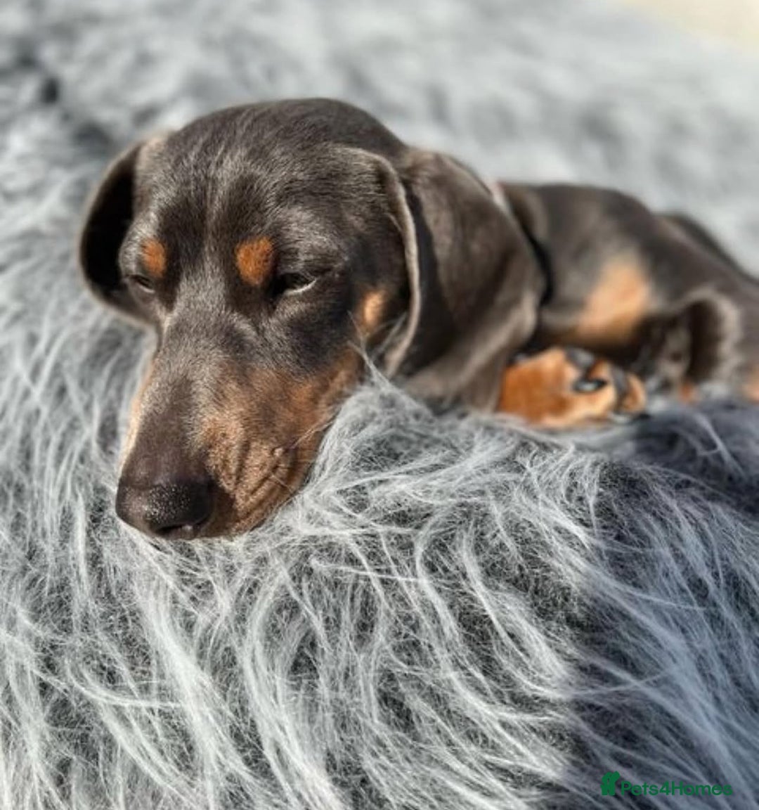 Miniature Dachshund dogs for stud: Short Haired Miniature Blue and Tan for Stud - Advert 4