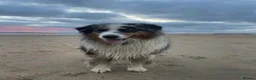 Australian Shepherd dogs for sale: EXPECTED LITTER OF AUSTRALIAN SHEPHERD PUPPIES  - Advert 3