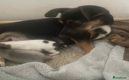 Mixed Breed dogs for sale: Jack russel cross chichuhua puppies Jackawawa - Image 8