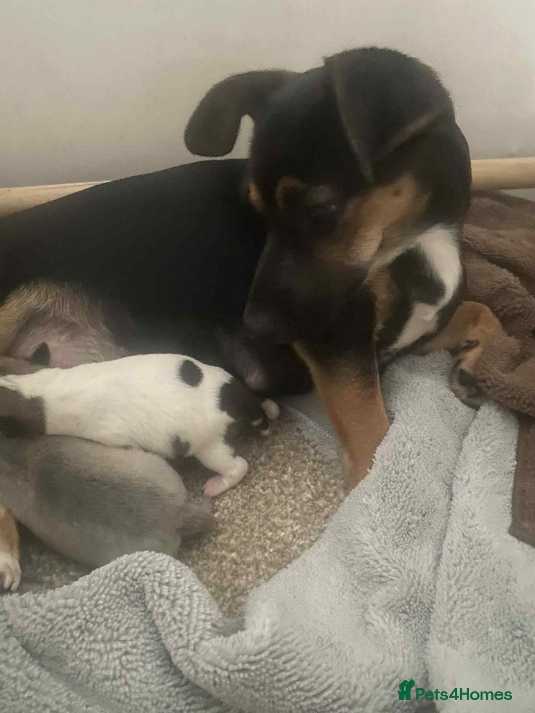 Mixed Breed dogs for sale: Jack russel cross chichuhua puppies Jackawawa - Image 8