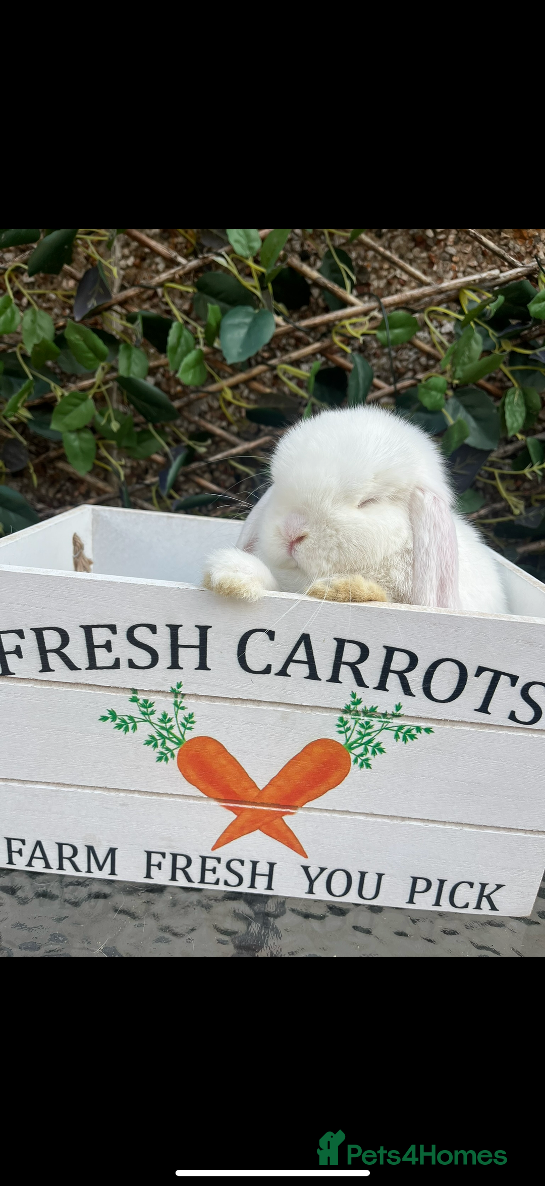 Mini Lop rabbits for sale: Outstanding mini lop litter - Advert 13