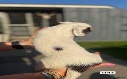 English Springer Spaniel dogs for sale: ✨ Working English Springer Spaniel Puppies ✨ - Image 13