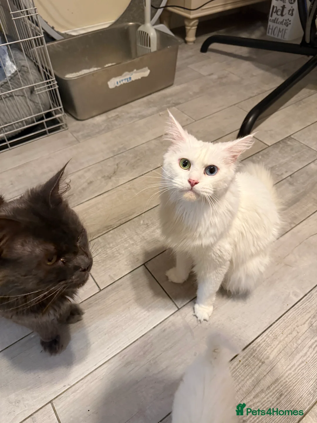 Maine Coon cats for sale: Maine Coon all white kitten 🐈‍⬛  - Advert 4