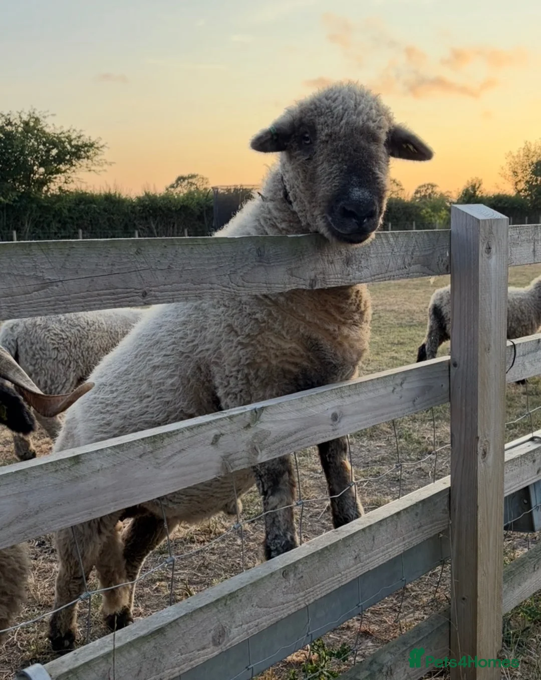 Sheep livestock for sale: Twin Valais X Southdown wethers. in Chester - Advert 2