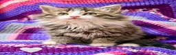 Maine Coon cats for sale: 💖 MAINE COON X RAGDOLL *PARENTS HEALTH TESTED* 💖 - Advert 22