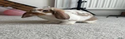 Mini Lop rabbits for sale: Super Cute Mini Lops ❤️ in Hailsham - Advert 8