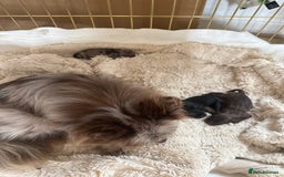 Pomeranian dogs for sale: RUSSIAN 🇷🇺 BLOODLINE MICRO / XXS BLACK POM GIRL  - Image 2