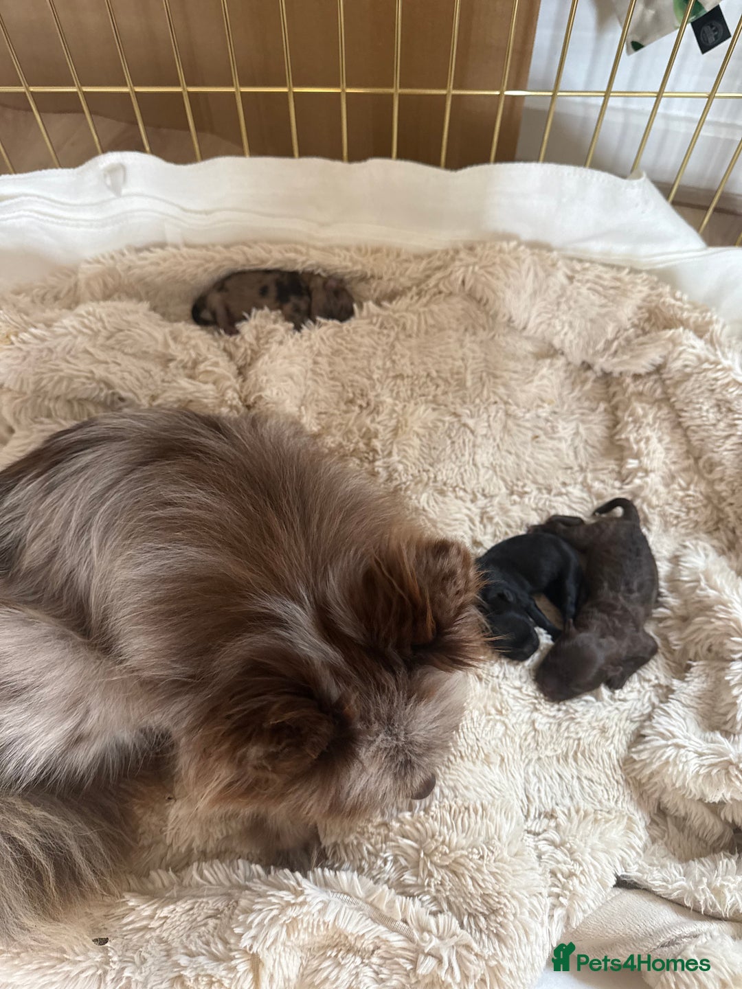 Pomeranian dogs for sale: RUSSIAN 🇷🇺 BLOODLINE MICRO / XXS BLACK POM GIRL  - Image 2