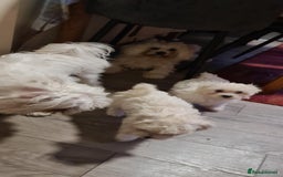 Bichon Frise dogs for sale: 2 Fluffy Bichon Frise puppies looking for a home! - Image 18