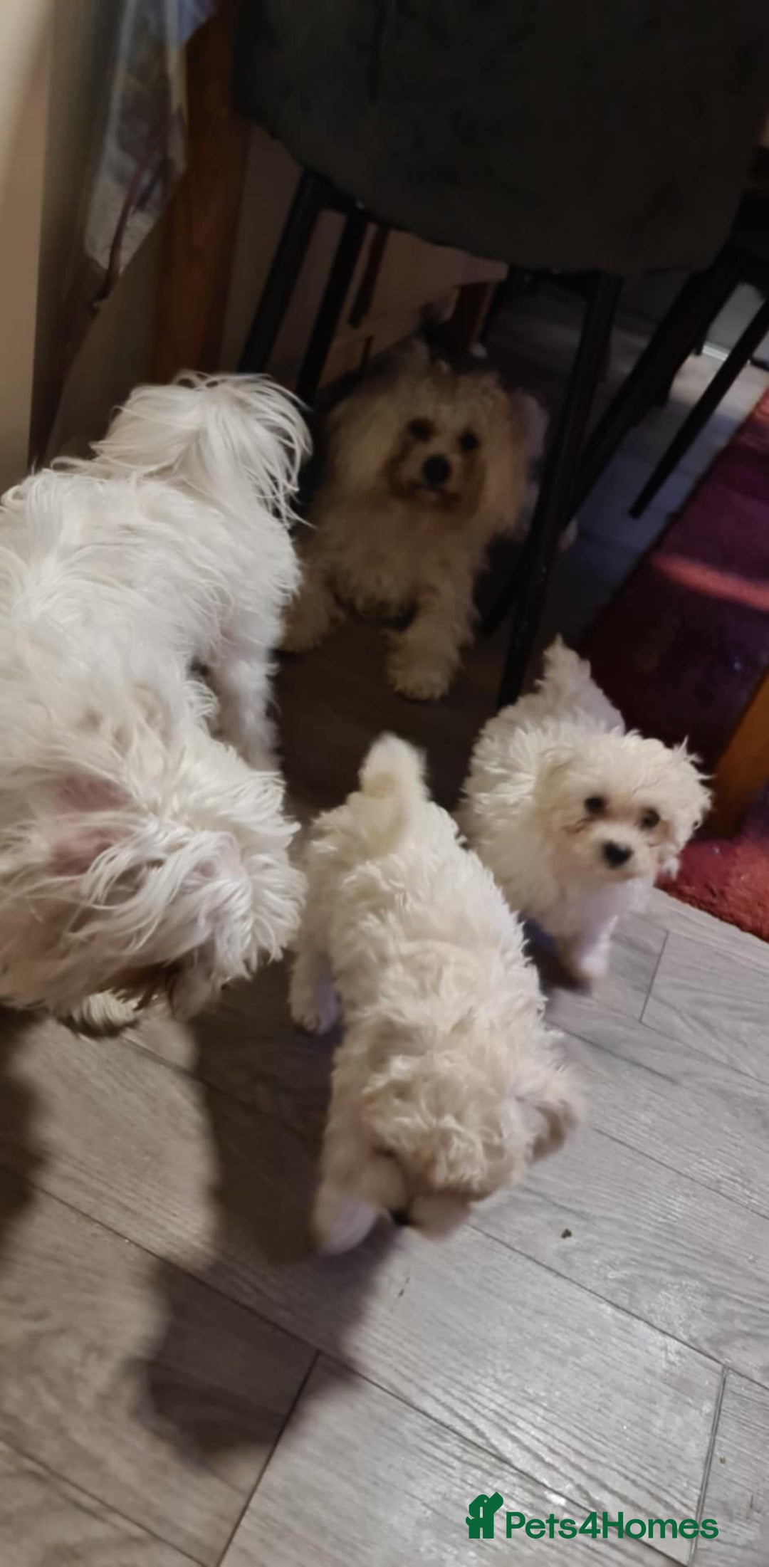 Bichon Frise dogs for sale: 2 Fluffy Bichon Frise puppies looking for a home! - Image 18