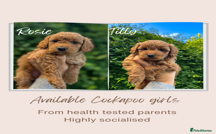 Cockapoo dogs - Advert 11