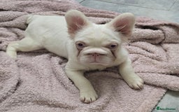 French Bulldog dogs for sale: Full fluffy pink girl with wonderful dna - Image 1