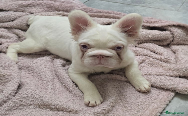 French Bulldog dogs - Advert 1