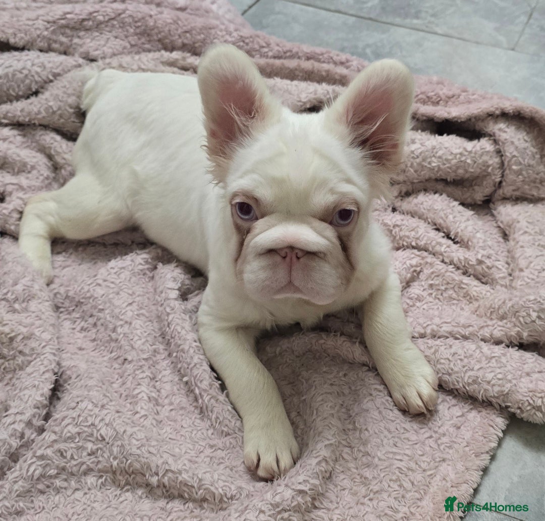 French Bulldog dogs for sale: Full fluffy pink girl with wonderful dna - Image 1
