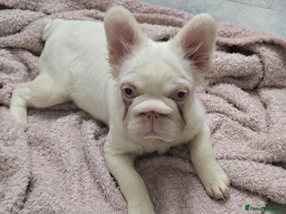 French Bulldog dogs - Advert 1