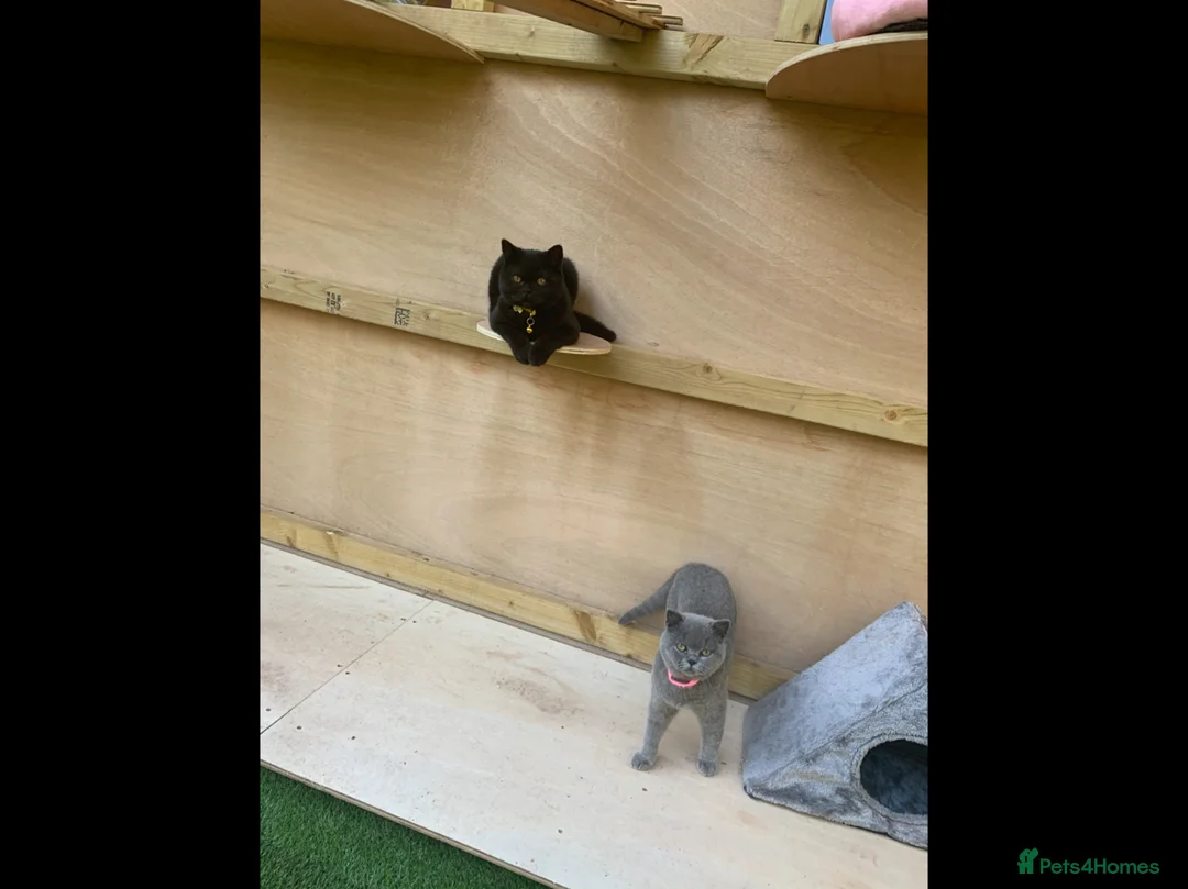 British Shorthair cats for sale: Beautiful blue British shorthair female  - Advert 2