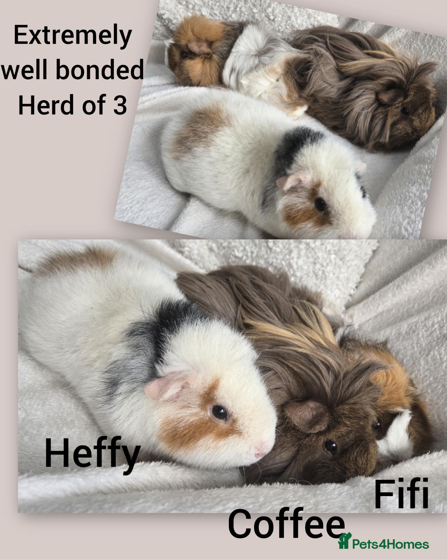 Guinea Pig rodents Extremely well-bonded trio - Advert 1