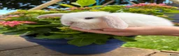 Mini Lop rabbits for sale: 4 beautiful mini lops - Advert 4