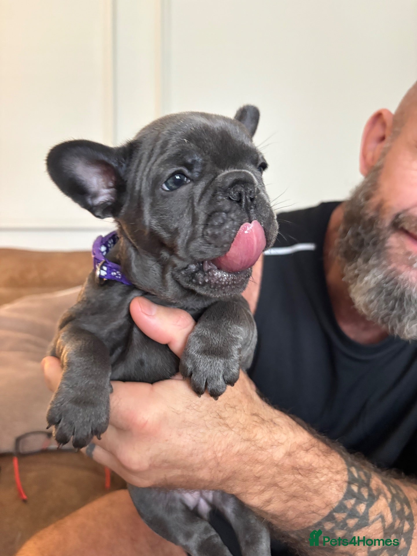 French Bulldog dogs Beautiful litter of French bulldog puppies  - Advert 1