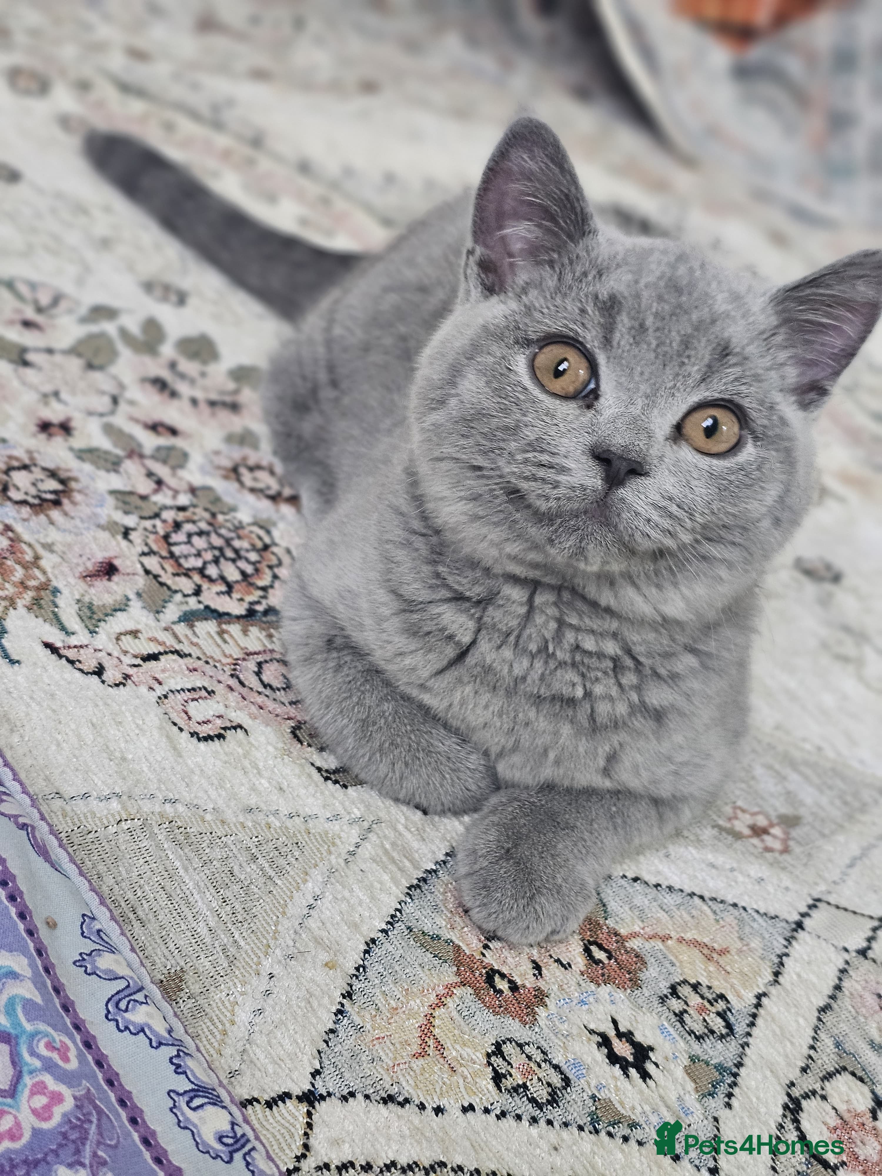 British Shorthair cats 🐾 Adorable 4-Month-Old Male Kitten - Advert 1