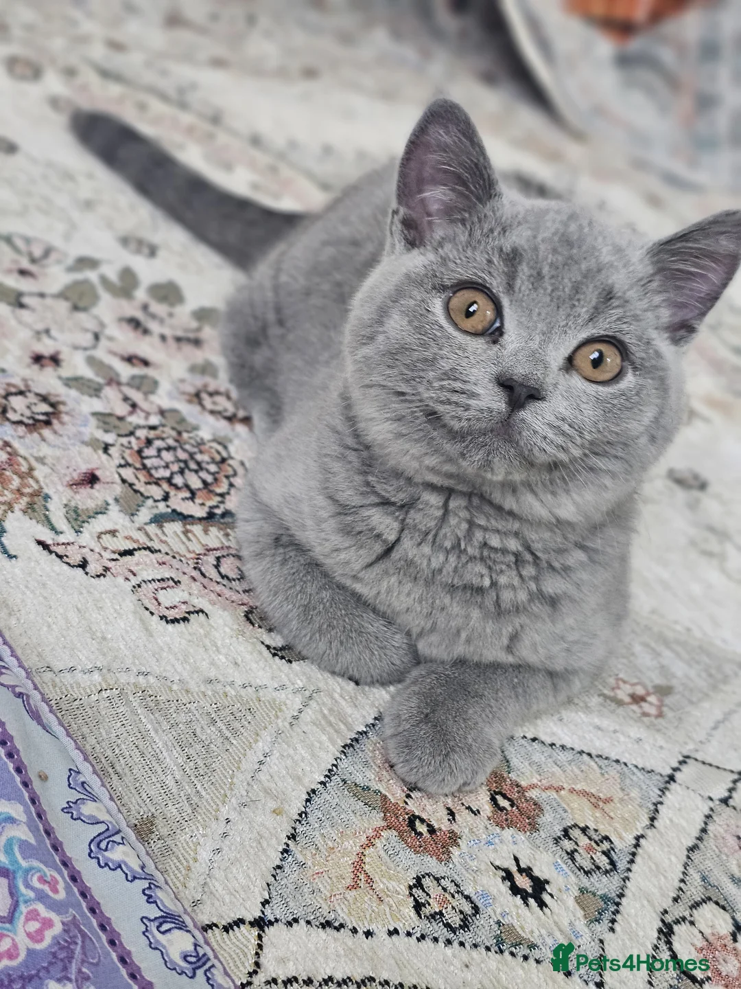 British Shorthair cats for sale: 🐾 Adorable 4-Month-Old Male Kitten - Advert 1