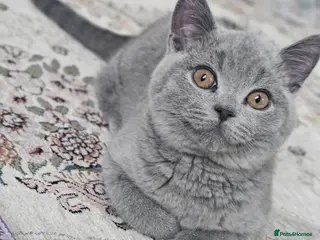 British Shorthair cats 🐾 Adorable 4-Month-Old Male Kitten - Advert 1