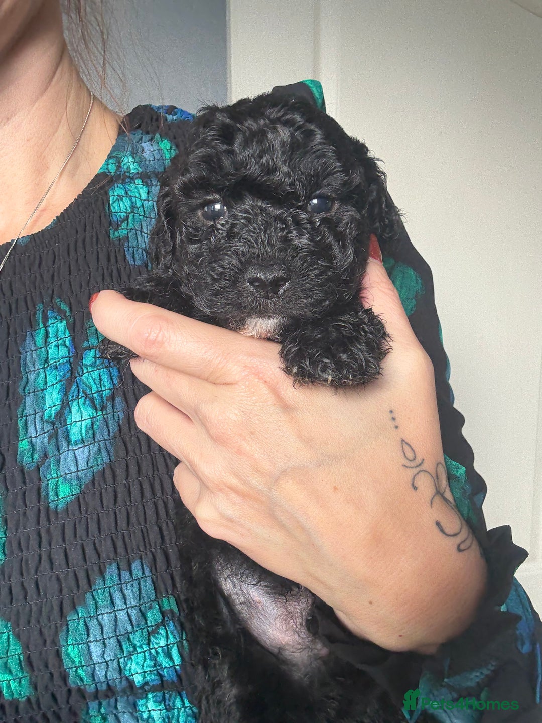 Shihpoo dogs for sale: Shihpoo 3 boys/1 girl - Advert 4