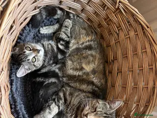 Mixed Breed cats Gorgeous male kitten looking for a loving home - Advert 14