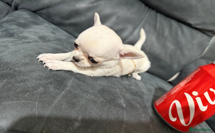 Chihuahua dogs - Advert 2