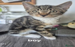 Mixed Breed cats for sale: Kittens ready now  - Image 5
