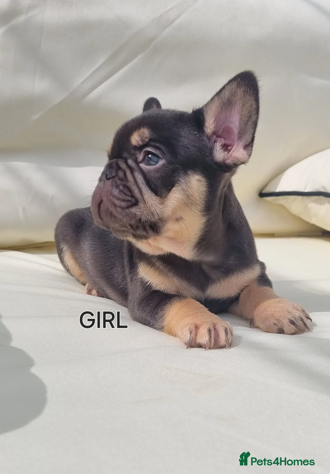 French Bulldog dogs for stud: KC registered fluffy carrier frenchie stud in Dudley - Advert 7