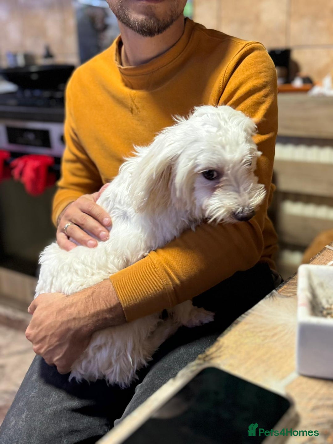 Bichon Frise dogs for adoption: Meet PACO - a Lovely little boy, for a Loving Home - Advert 11